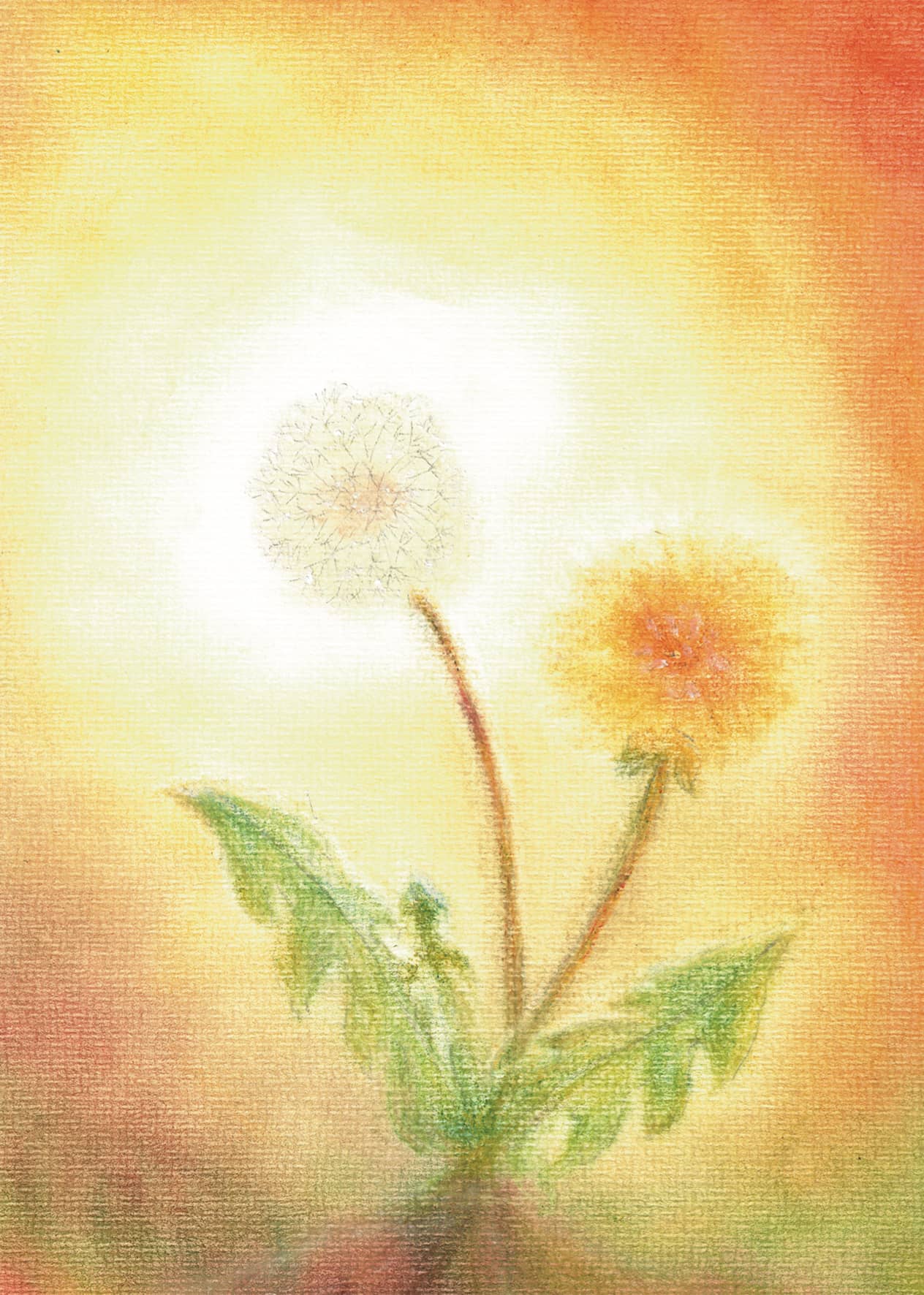 Seccorell Postcard Dandelion - vendor-unknown - Honeybee Toys
