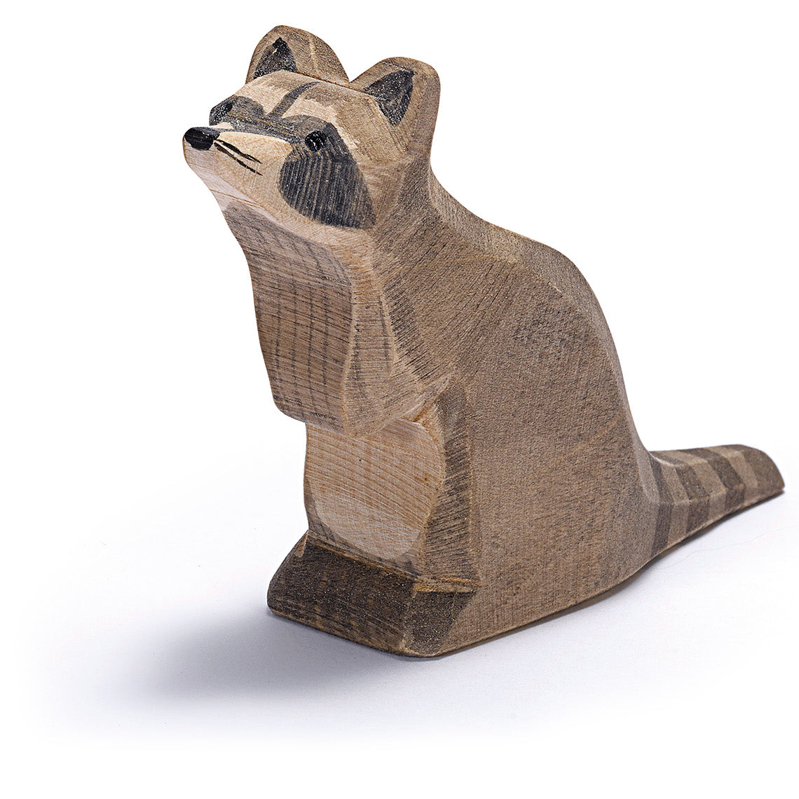 Ostheimer Raccoon Sitting