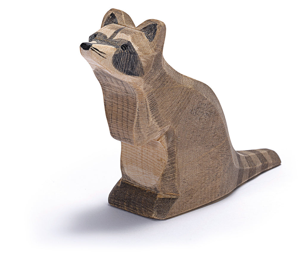 Ostheimer Raccoon Sitting