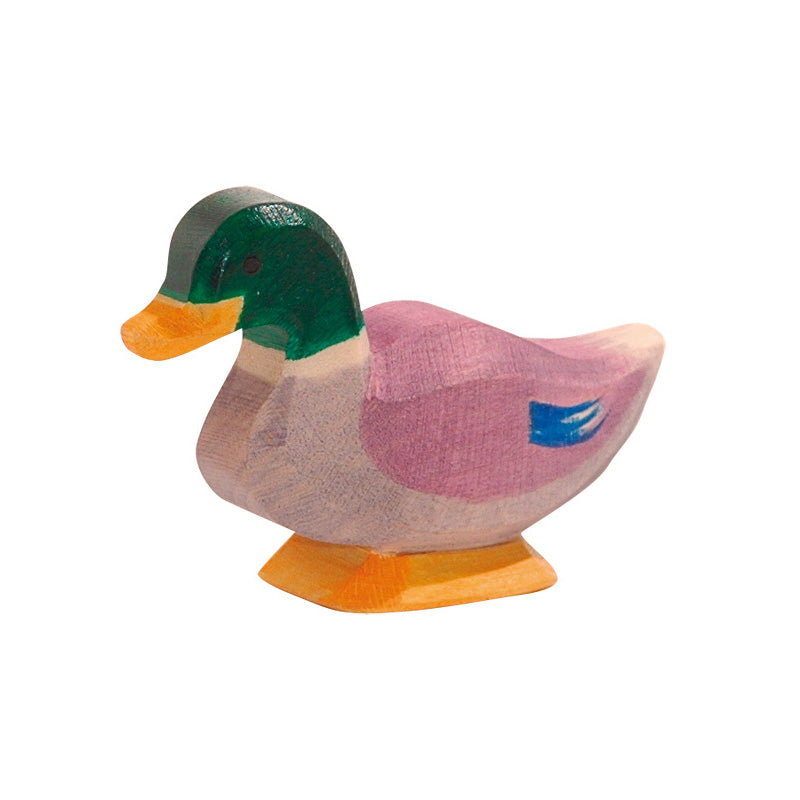 Ostheimer Duck, Male