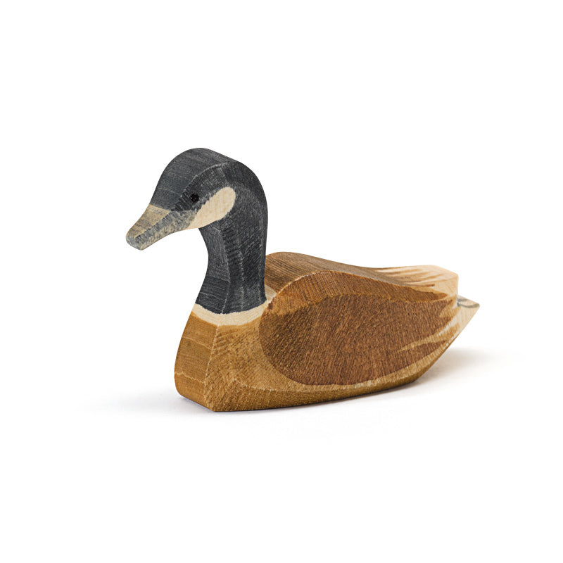 Ostheimer Canada Goose Swimming