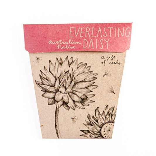 Sow 'n Sow Gift of Seeds Everlasting Daisy
