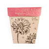 Sow 'n Sow Gift of Seeds Everlasting Daisy
