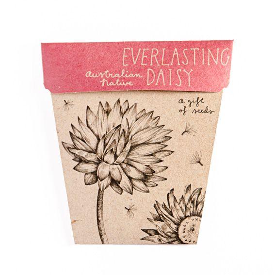 Sow 'n Sow Gift of Seeds Everlasting Daisy