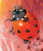Hello Bugs What do you Do?