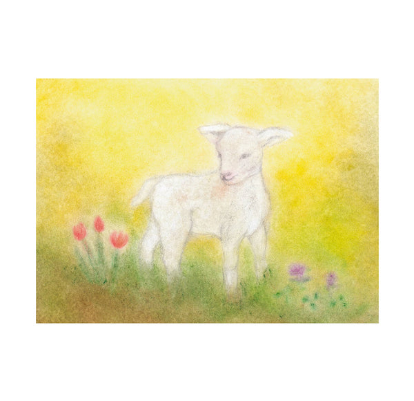 Seccorell Postcard Lamb