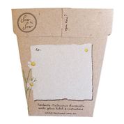 Sow 'n Sow Gift of Seeds Chamomile
