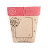 Sow 'n Sow Gift of Seeds Everlasting Daisy