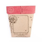 Sow 'n Sow Gift of Seeds Everlasting Daisy