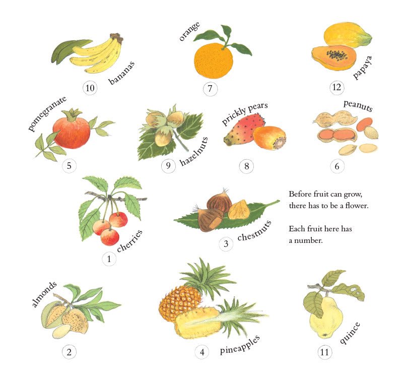 How Does My Fruit Grow? - vendor-unknown - Honeybee Toys