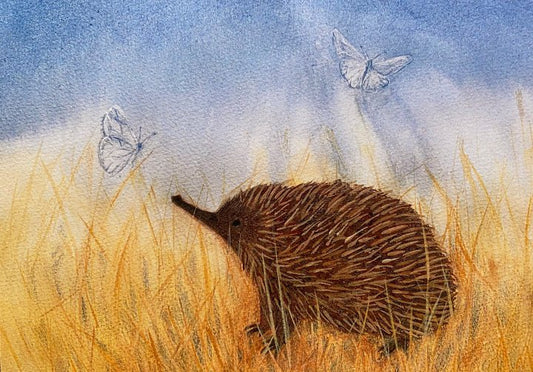 Postcard Echidna - vendor-unknown - Honeybee Toys