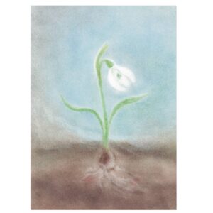 Seccorell Postcard Snow Drop