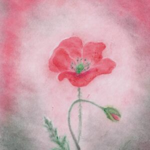 Seccorell Postcard Poppy